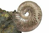 Iridescent, Pyritized Ammonite (Quenstedticeras) Fossil Display #353747-1